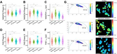 Comparison of phasor analysis and biexponential decay curve fitting of autofluorescence lifetime imaging data for machine learning prediction of cellular phenotypes